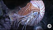 The Chambered Nautilus: A Living Link With the Past