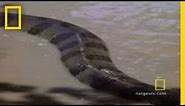 Anaconda Attacks | National Geographic