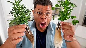How to easily grow your own countertop garden for fresh herbs