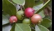 szamóca guava (Psidium cattleianum) vetés