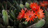 Timelapse of Peanut Cactus Flower | Echinopsis Chamaecereus