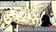 About the British Appaloosa | Horse Breeds |