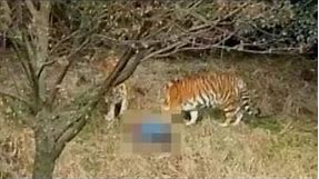 Man killed by tiger after scaling wall of zoo to avoid paying for ticket