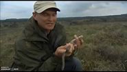 Smooth Snakes on Springwatch (2010)