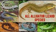 All Alligator lizard Species / complete list of alligator lizards / Abronia (lizard)