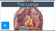 Lungs: Definition, Location & Structure - Human Anatomy | Kenhub