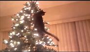 Cats vs Christmas trees amazing compilation