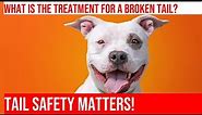 Dog Tail Injury: Signs & Treatment of Broken Tails