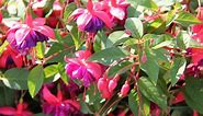 Fuchsia Plants - 21 Types Of Popular Fuchsia (With Pictures)