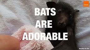 Bats Are Adorable - Compilation