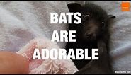 Bats Are Adorable - Compilation
