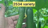 Check out our summer cucumber varieties and tomato varieties now! 🙌🥒🍅 Visit petraseeds.com for more info! #seeds #australia #gardentok #cucumbers #growingcucumbers #tomatoes #growingtomatoes | PetraSeeds