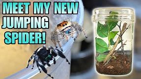 MEET MY NEW ADORABLE JUMPING SPIDER! REGAL JUMPING SPIDER FEEDING + UPDATE! (Phidippus regius)