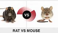 What's The Difference Between Rats and Mice? (May, 2024)