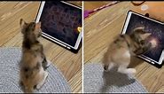Kitten gets super excited to play tablet game for pets