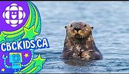 The Sea Otter | Amazing Animals | CBC Kids