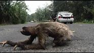 Up-close footage of sloth crossing the road