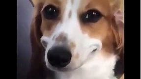 Dog Smiling Meme || Funny meme || True memer