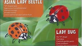 Know the difference between lady bugs and Asian lady beetles