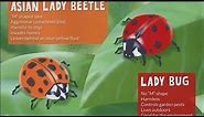 Know the difference between lady bugs and Asian lady beetles
