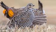 Greater Prairie-Chicken Identification, All About Birds, Cornell Lab of Ornithology