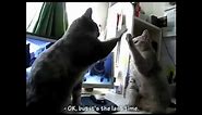 French cats play paddy cake