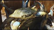 The blue crab, while iconic in the Chesapeake Bay, wreaks havoc in Italy