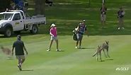 LPGA Top 5 Animal Encounters | Golf Channel