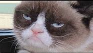 Grumpy Cat goes from meme to the big screen