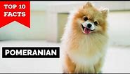 Pomeranian - Top 10 Facts