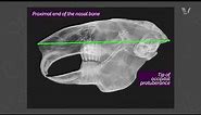 Rabbit Course: Skull Radiography