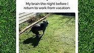 Dog Meme | Going Back to Work
