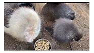 The variations in porcupine fur color often makes identification easier. Of course albino porcupines are not commonly found (It’s estimated only 1/10,000). With the April storm, these three will get a little longer at MWC before release. #millstonewildlife #nhwildlife #wildlife #animals #wildliferehabilitation #windhamnh #nhrehabilitation #nhanimals #wildliferehab #wildliferehabber #nature #rehabrelease # porcupine #porcupines #albinoporcupine | Millstone Wildlife Center