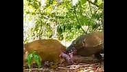 Komodo dragon eat deer