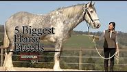 5 Biggest Horse Breeds | World"s Biggest Horse | Biggest Horse in the World