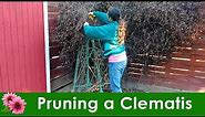 Pruning a Clematis - Growth types and what you need to know!