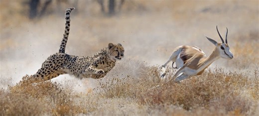 Cheetah’s Incredible Speed and Abilities
