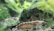 Amano Shrimp Blue Dream Shrimp Ghost Shrimp Yellow Orange Shrimp Assassin Snail 🦐🦐🦐🦐🦐🐌🐚 📱09958464591 #aquatic #aquascaped #aquatichobbier | Rdm Petshop III
