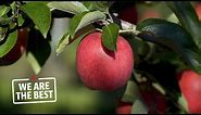 Newcastle, Ont.: the apple capital of Canada | We Are The Best