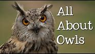 All About Owls for Kids: Backyard Bird Series - FreeSchool