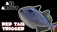 All About The Red Tail Triggerfish or Sargassum Triggerfish