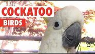Funny Cockatoo Bird Videos That'll Make You Chuckle | The Pet Collective