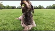 dogs 101 labradoodle