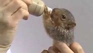 Bob Ross feeds Peapod the squirrel