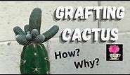 How I Graft a Cactus | Grafting Cactus