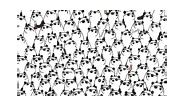 You have high IQ if you spot the three pandas WITHOUT sunglasses in eight seconds