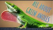 Green Anole Care Guide and Facts