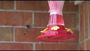 VEGANS LOVE ANIMALS: Hummingbirds