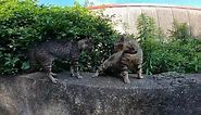 Two funny cats talking and arguing