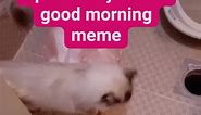 Update Kay meme good morning#cat#petlover#reels | Allie Rose Dumlao Agliam
